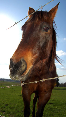 Fenced Horse